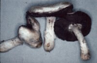 Agaricus bitorquis image