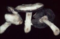 Agaricus bitorquis image