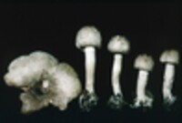 Agaricus placomyces image