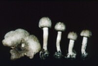 Agaricus placomyces image