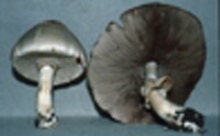 Agaricus placomyces image