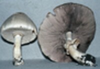 Agaricus placomyces image