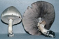 Agaricus placomyces image