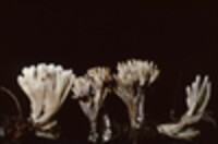 Tremellodendron pallidum image