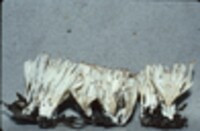 Tremellodendron pallidum image