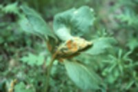 Puccinia podophylli image