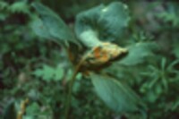 Puccinia podophylli image