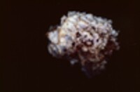 Tremella reticulata image