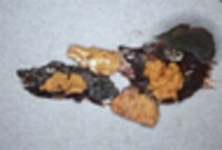 Tremella encephala image