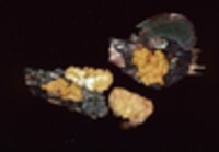 Tremella encephala image