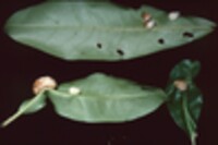 Exobasidium vaccinii image