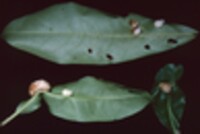 Exobasidium vaccinii image