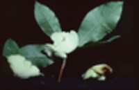 Exobasidium vaccinii image