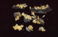 Dacryopinax spathularia image
