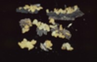 Dacryopinax spathularia image
