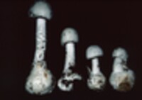 Amanita virosa image