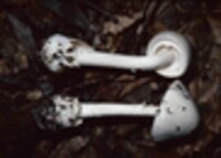 Amanita virosa image