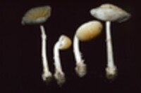 Amanita russuloides image