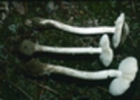 Amanita verna image