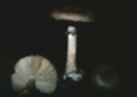 Amanita porphyria image