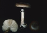 Amanita porphyria image