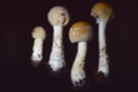 Amanita muscaria var. formosa image