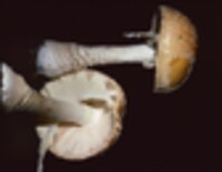 Amanita muscaria var. formosa image