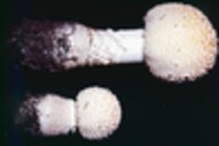 Amanita muscaria var. formosa image