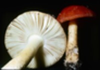 Amanita parcivolvata image