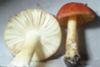 Amanita parcivolvata image