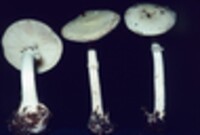 Amanita mappa var. lavendula image