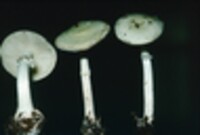 Amanita mappa var. lavendula image