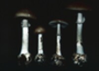 Amanita porphyria image