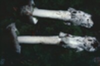 Amanita pachycolea image