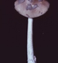 Amanita ceciliae image