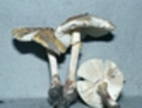 Amanita flavorubescens image