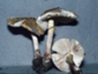 Amanita flavorubescens image