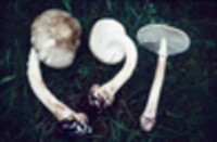 Amanita brunnescens image