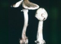 Amanita brunnescens image