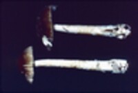 Amanita ceciliae image