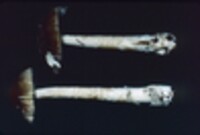 Amanita ceciliae image