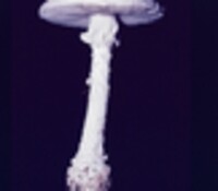 Amanita cokeri image