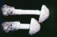 Amanita agglutinata image