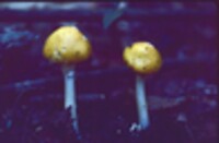 Amanita aspera image