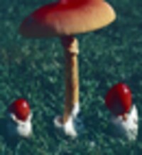 Amanita caesarea image