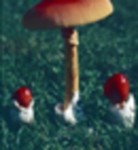 Amanita caesarea image