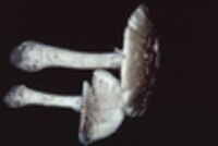 Amanita spissa image