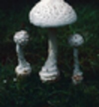 Amanita cokeri image