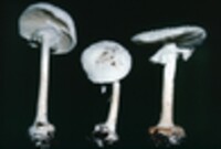 Amanita abrupta image