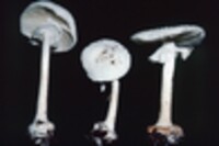 Amanita abrupta image